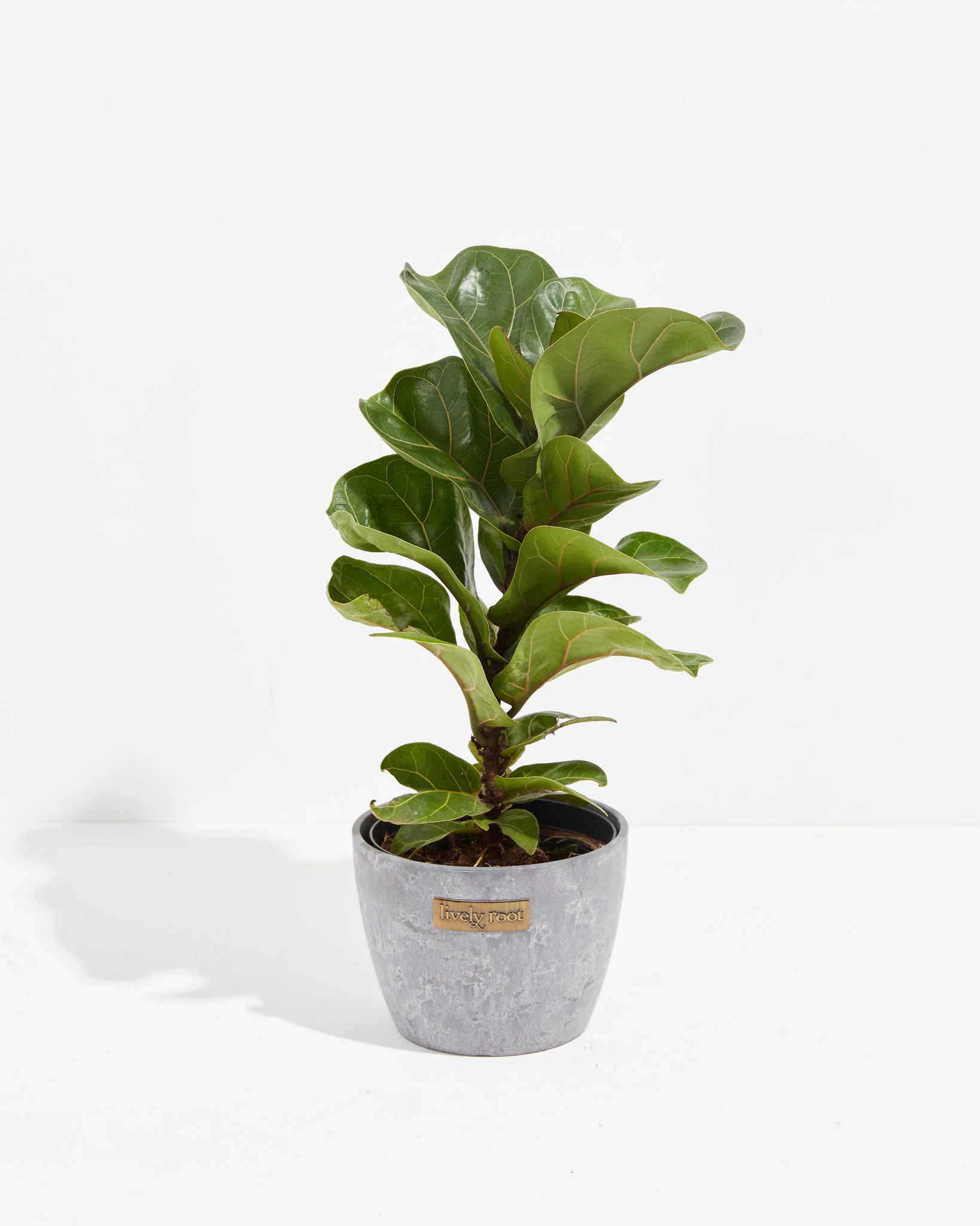 Fiddle Leaf Fig
