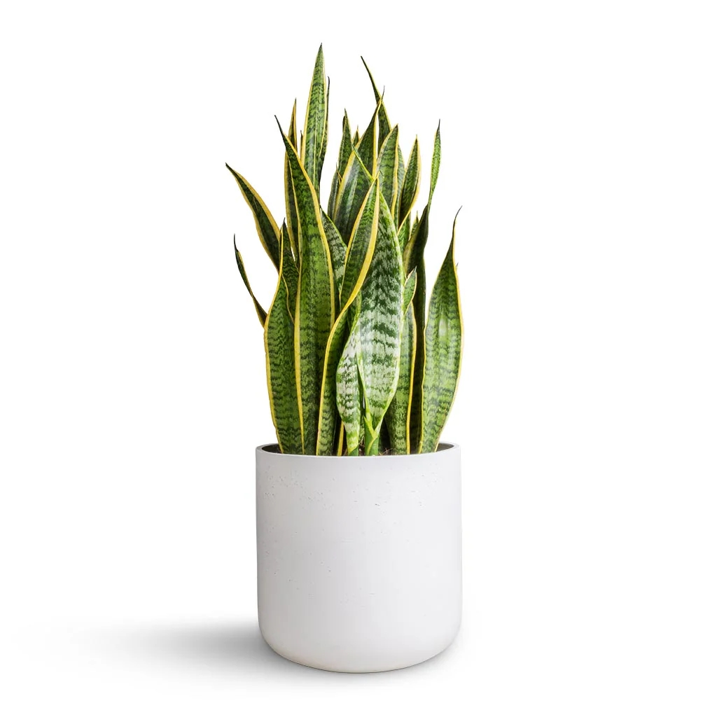 Snake Plant